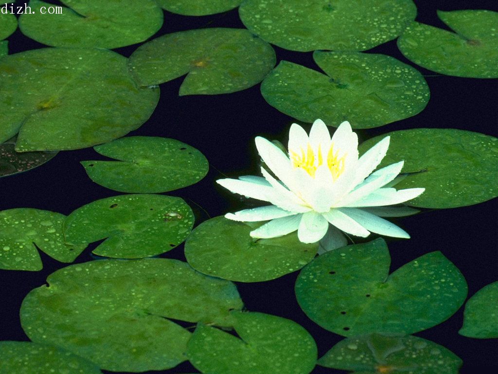 莲花图片